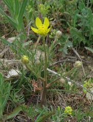 Ranunculus isthmicus