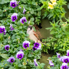 Passer domesticus
