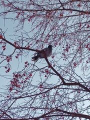 Columba livia domestica