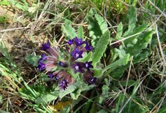 Anchusa hybrida