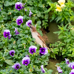 Passer domesticus