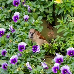 Passer domesticus