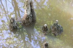 Taxodium distichum