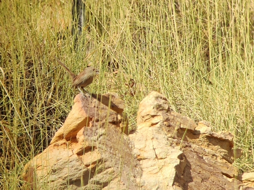 Kalkadoon Grasswren (Amytornis ballarae)