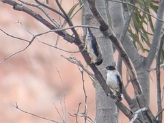 Daphoenositta chrysoptera leucoptera