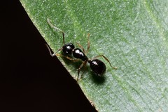Camponotus lownei