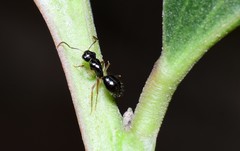 Camponotus lownei