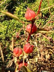 Hibiscus sabdariffa