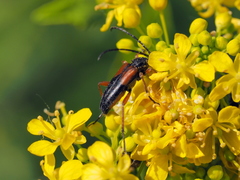 Stenurella jaegeri