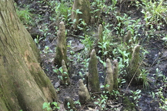 Taxodium distichum