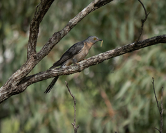 Cacomantis flabelliformis