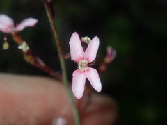 Stylidium ornatum