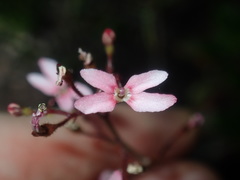 Stylidium ornatum