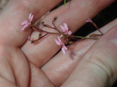 Stylidium ornatum