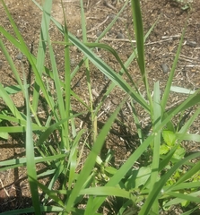 Eragrostis intermedia