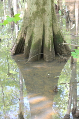Taxodium distichum