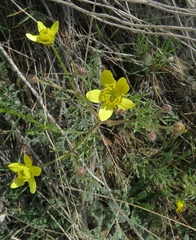 Ranunculus isthmicus
