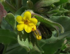 Alkanna orientalis