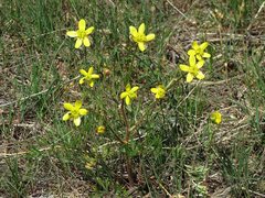 Ranunculus isthmicus