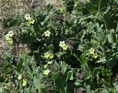 Alkanna orientalis