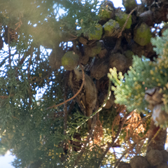 Certhia brachydactyla