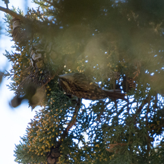 Certhia brachydactyla