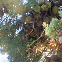 Certhia brachydactyla