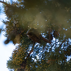 Certhia brachydactyla