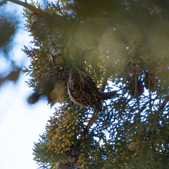 Certhia brachydactyla