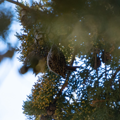 Certhia brachydactyla