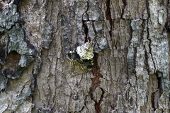 Lepidoptera