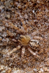 Tetralycosa