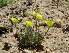 Ceratocephala falcata