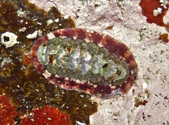 Onithochiton quercinus