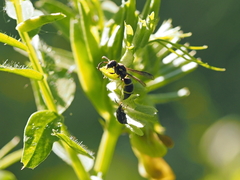 Stenodynerus bluethgeni