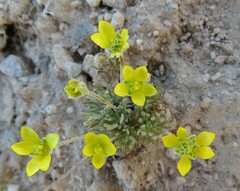 Ceratocephala falcata