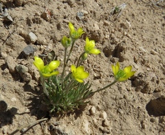 Ceratocephala falcata