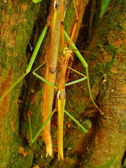 Sinophasma