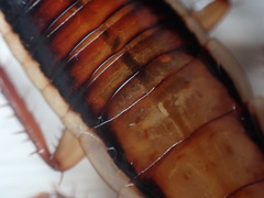 Drymaplaneta heydeniana