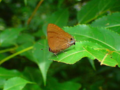 Rapala varuna formosana