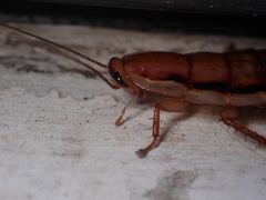 Drymaplaneta heydeniana
