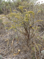 Thesium patulum