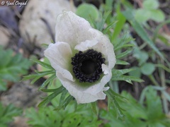 Anemone coronaria