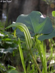 Arisarum vulgare