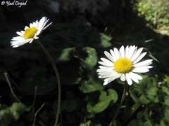 Bellis sylvestris