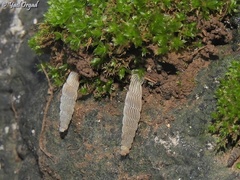 Cristataria haasi