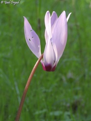 Cyclamen persicum