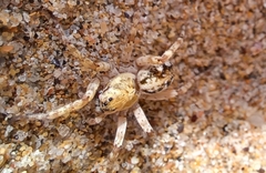 Tetralycosa