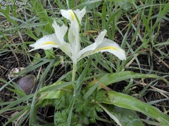 Iris palaestina