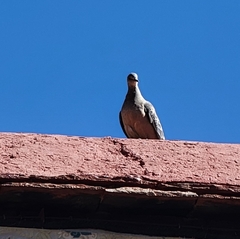 Columba livia domestica